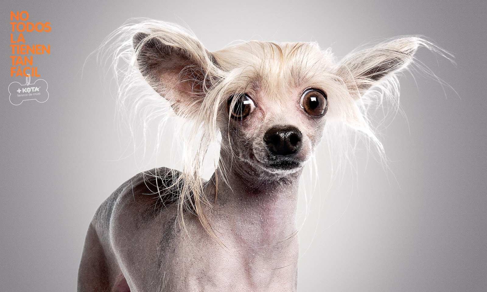 +KOTA Breed Service - Hairless Dog