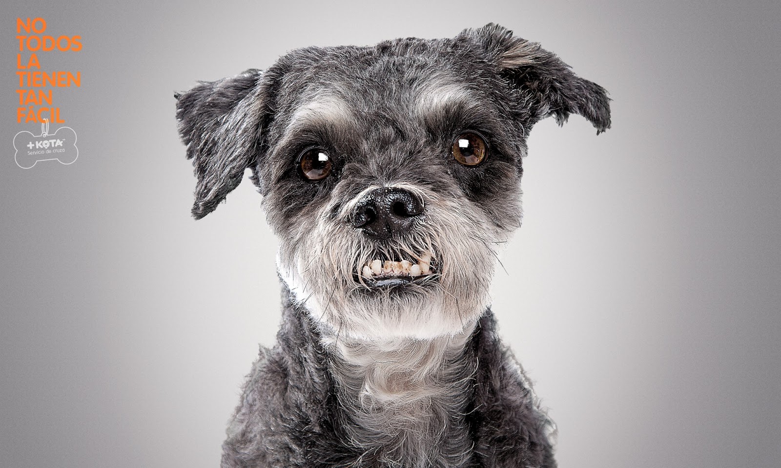 +KOTA Breed Service - Scruffy Dog