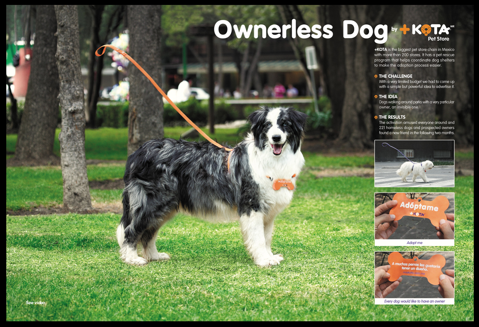 +KOTA Ownerless Dog Case Study Board